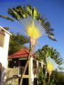 7_Martinique